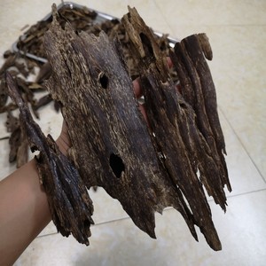 沉香虫