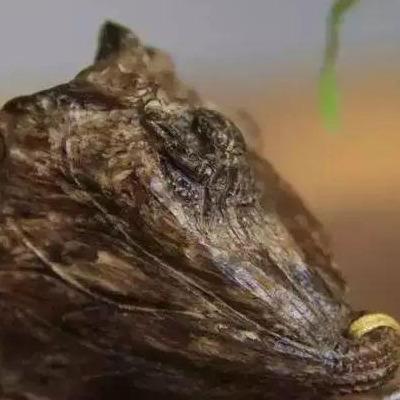 沉香木是什么树(沉香木是什么)