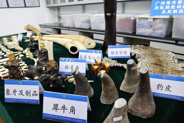 广州海关向林业部门移交查获的濒危野生动植物及其制品
